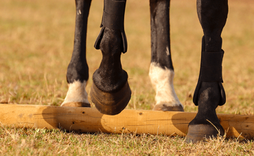 Hoof abscesses in horses