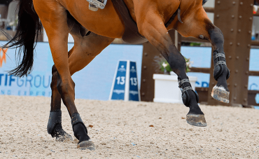 The horse's foot