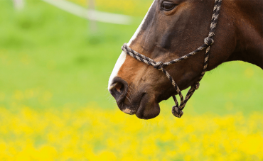 The horse's respiratory system