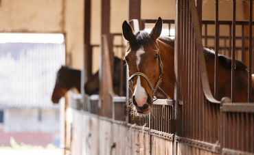 Rhinopneumonitis in horses