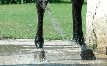 Cutaneous wounds in horses
