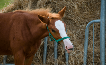 Acute diarrhoea in horses