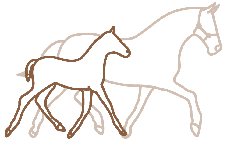 Cheval +17 ans