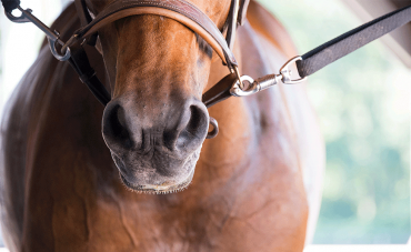 Qu’est-ce que l’asthme du cheval ?