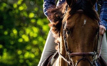 Quels sont les particularités du cheval senior ?