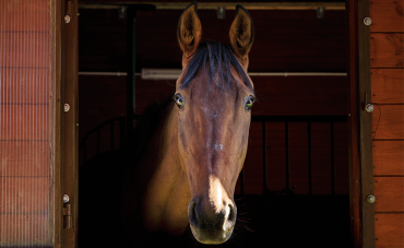 Comment gérer le stress de mon cheval et savoir s'il va bien