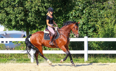 Quel programme pour la reprise du travail de mon cheval