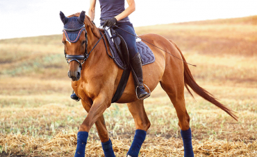 5 conseils pour bien commencer l’été avec votre cheval 