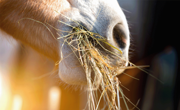 L’intoxication à l’adonis du cheval